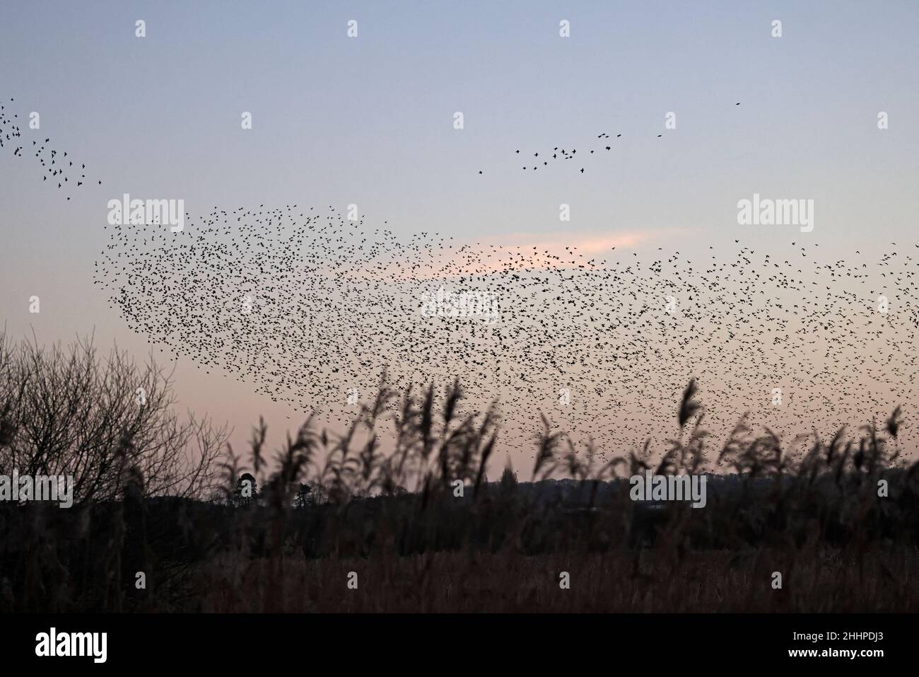 Staren, die auf den Somerset-Levels in Großbritannien in Roost eintauchen Stockfoto