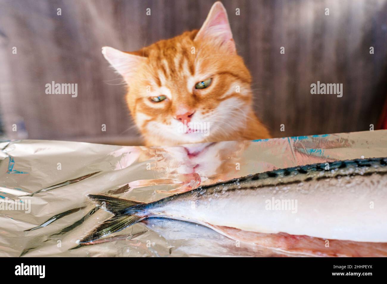 Frische Makrelen mit Meersalz liegen auf einer glänzenden Aluminiumfolie. Red Cat sitzt in der Nähe und schnüffelt. Fetter Fisch reich an Omega-3, flach liegend, Draufsicht. Stockfoto