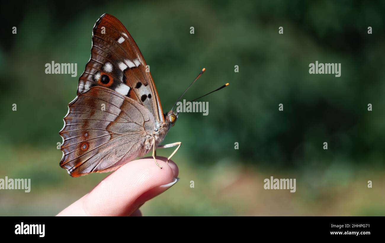 Schöner Schmetterling sitzt auf den Fingerspitzen des Mädchens, selektiver Fokus Stockfoto