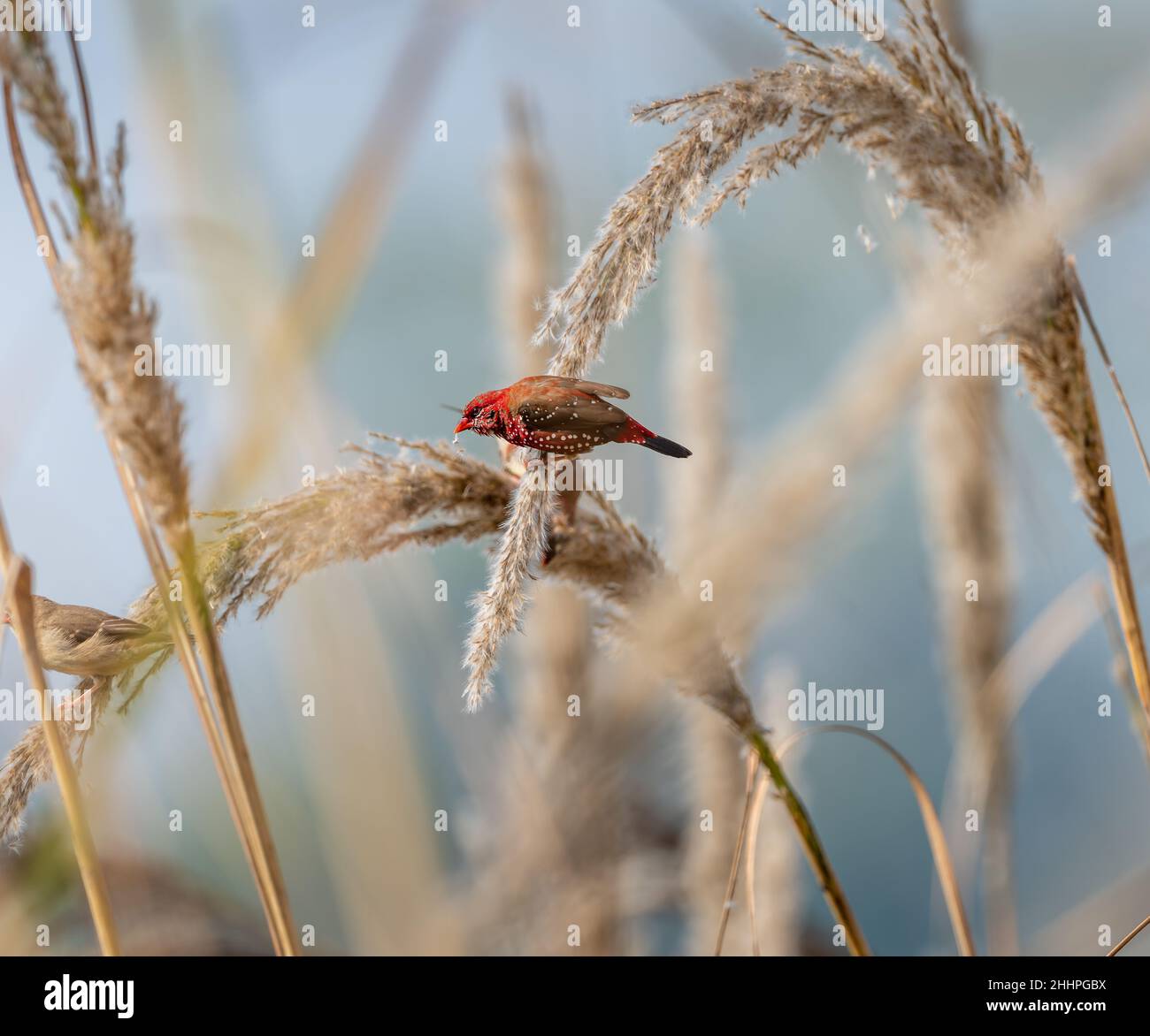 Rote Avadavat, rote Munia oder Erdbeerfinken (Männchen), die auf dem Ohr des Reismuscheln stehen. Red avadavat ist ein kleiner roter Vogel im Frühjahr mit Kopierraum Stockfoto