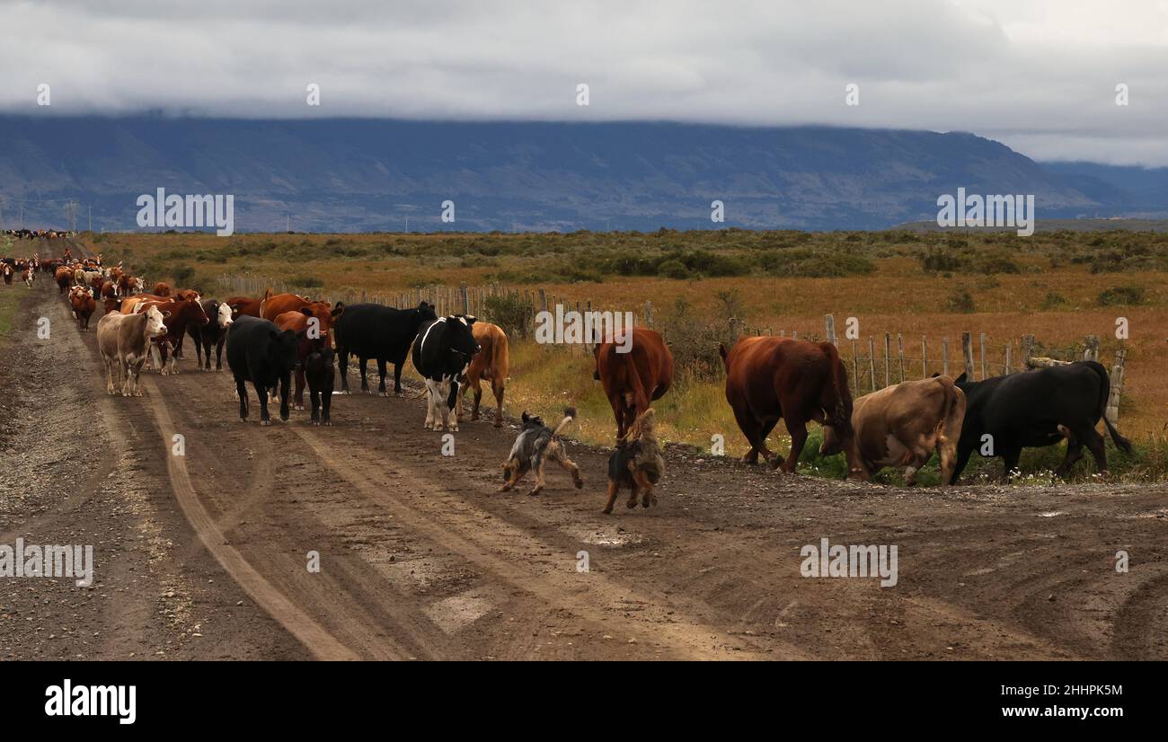 Weidende Herden in der chilenischen Patagaonie, Chile Stockfoto