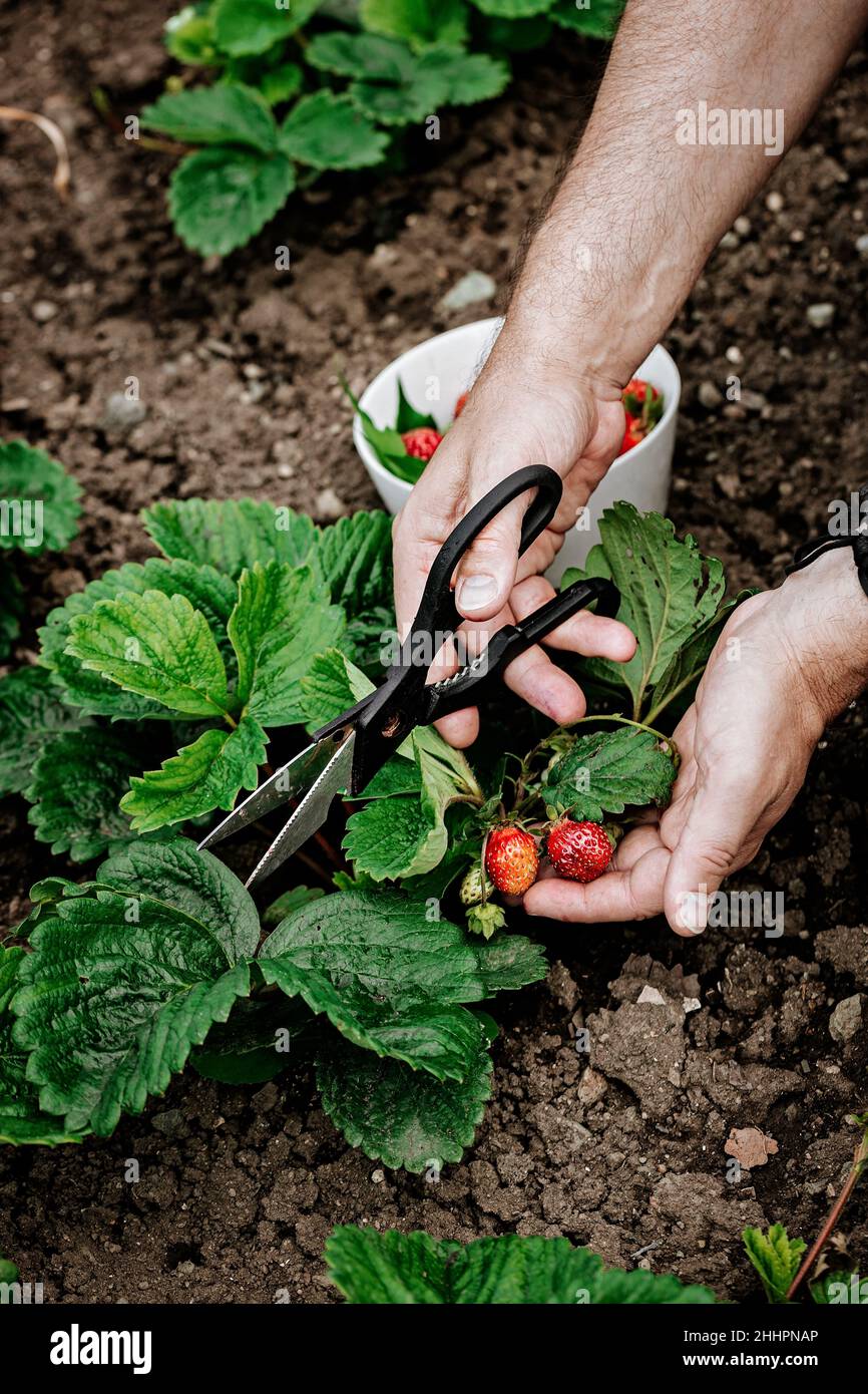 Männliche Hände pflücken Erdbeeren. Natürliches Bio-Landwirtschaftsprodukt. Vertikale Aufnahme Stockfoto