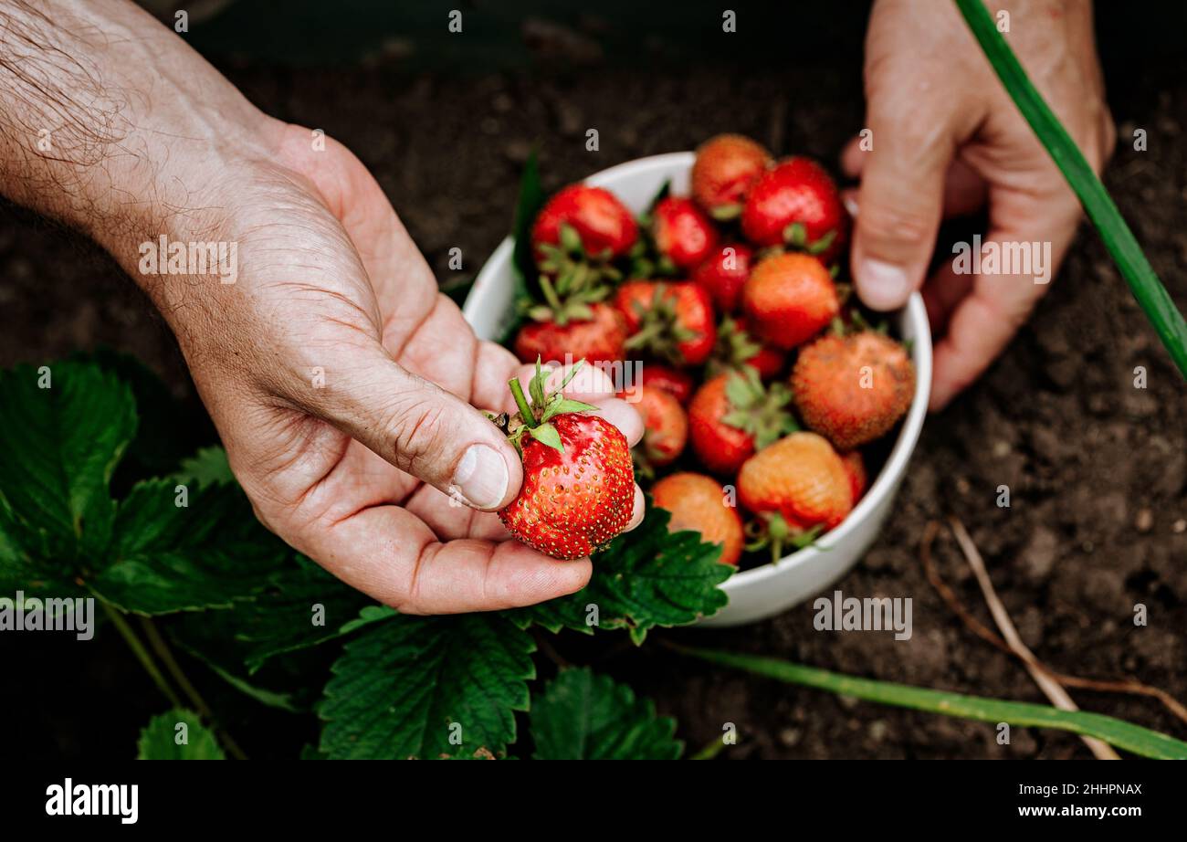 Die Hände der Bauern halten eine Schüssel mit reifen Erdbeeren. Ein Mann pflückt Erdbeeren. Natürliches Bio-Landwirtschaftsprodukt Stockfoto