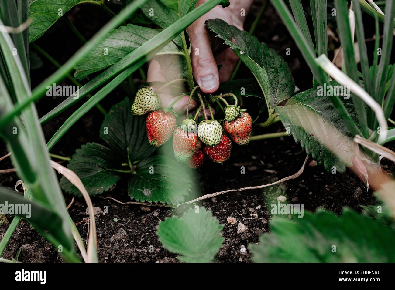 Männliche Hände pflücken Erdbeeren. Natürliches Bio-Landwirtschaftsprodukt. Selektiver Fokus Stockfoto