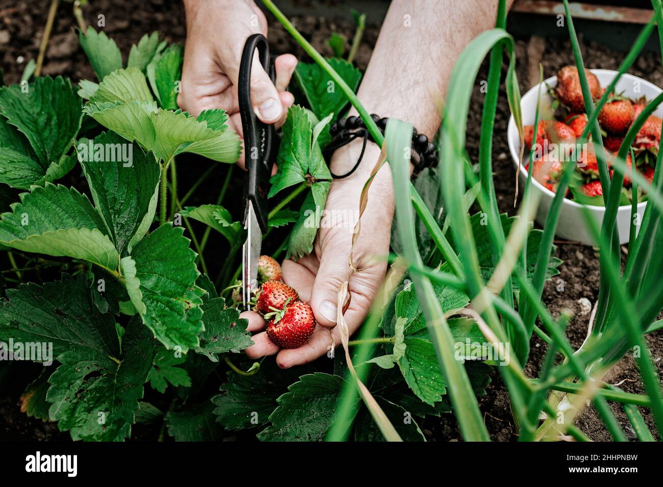 Männliche Hände pflücken Erdbeeren. Natürliches Bio-Landwirtschaftsprodukt. Selektiver Fokus Stockfoto