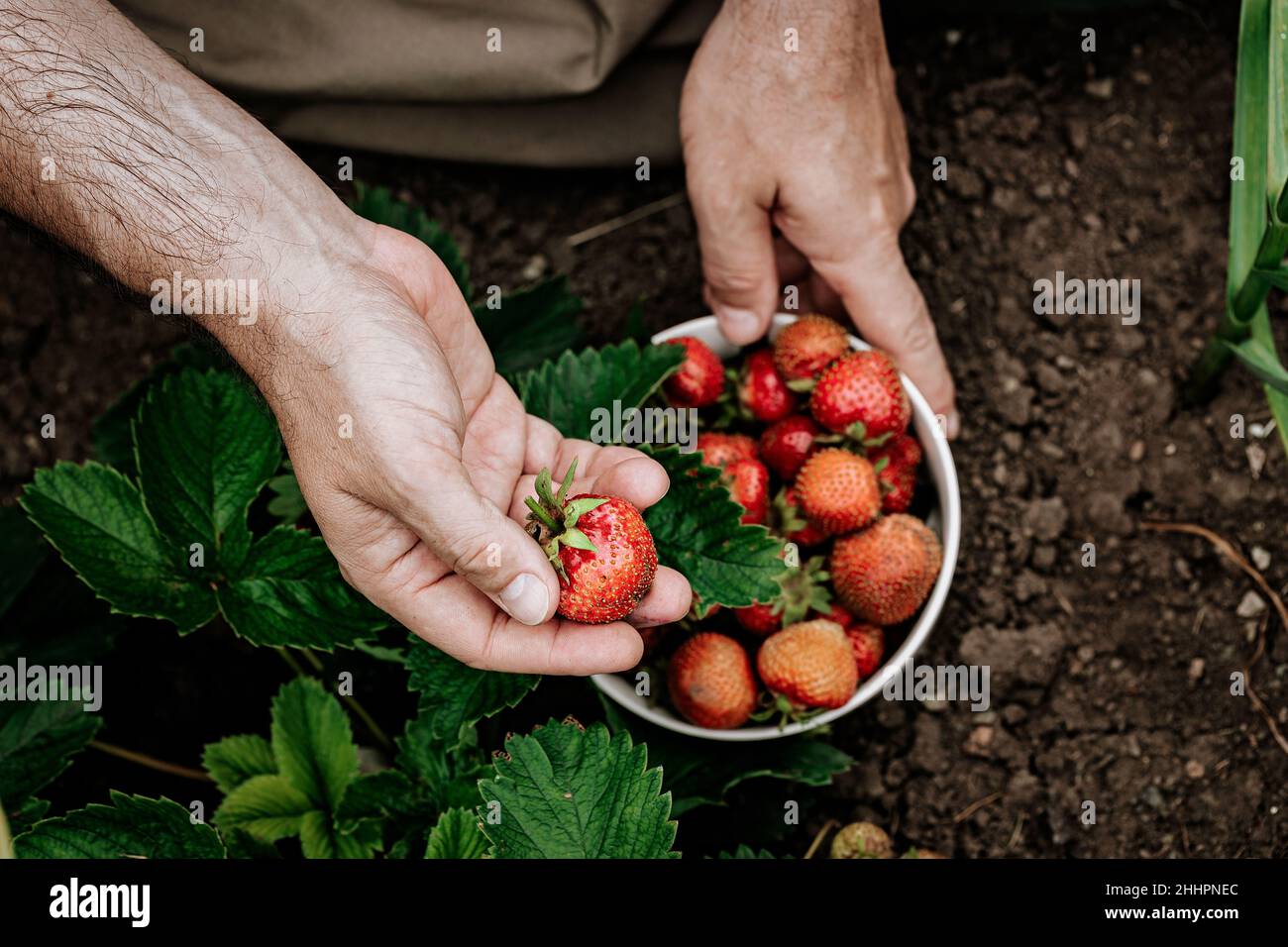 Die Hände des Bauern halten eine Schüssel mit reifen Erdbeeren. Ein Mann pflückt Erdbeeren. Natürliches Bio-Landwirtschaftsprodukt Stockfoto