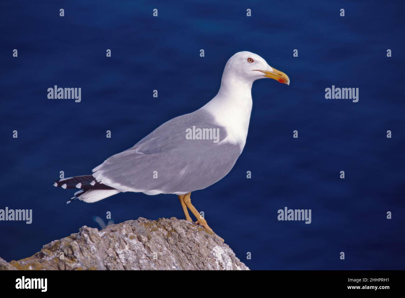 Exemplar einer Gelbmöwe auf einem Felsen mit Blick auf das Meer, Larus michahellis michahellis; Laridae Stockfoto