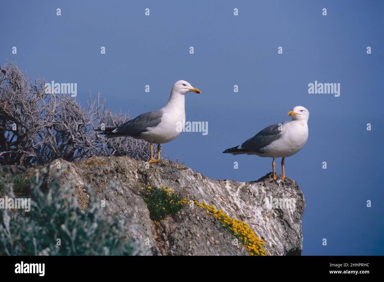 Zwei Möwen mit gelben Beinen auf einem Felsen mit Blick auf das Meer, Larus michahellis michahellis; Laridae Stockfoto