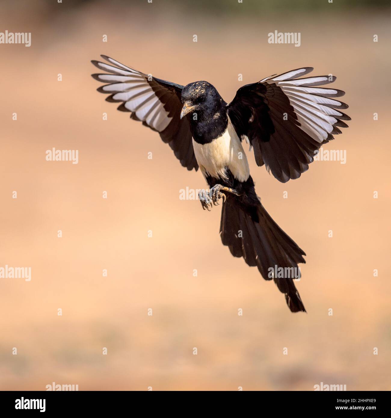 Eurasische Elster (Pica pica) Fliegen auf hellem Hintergrund und betrachten die Kamera in Extremadura, Spanien. April. Wildlife Szene der Natur in Europa. Stockfoto
