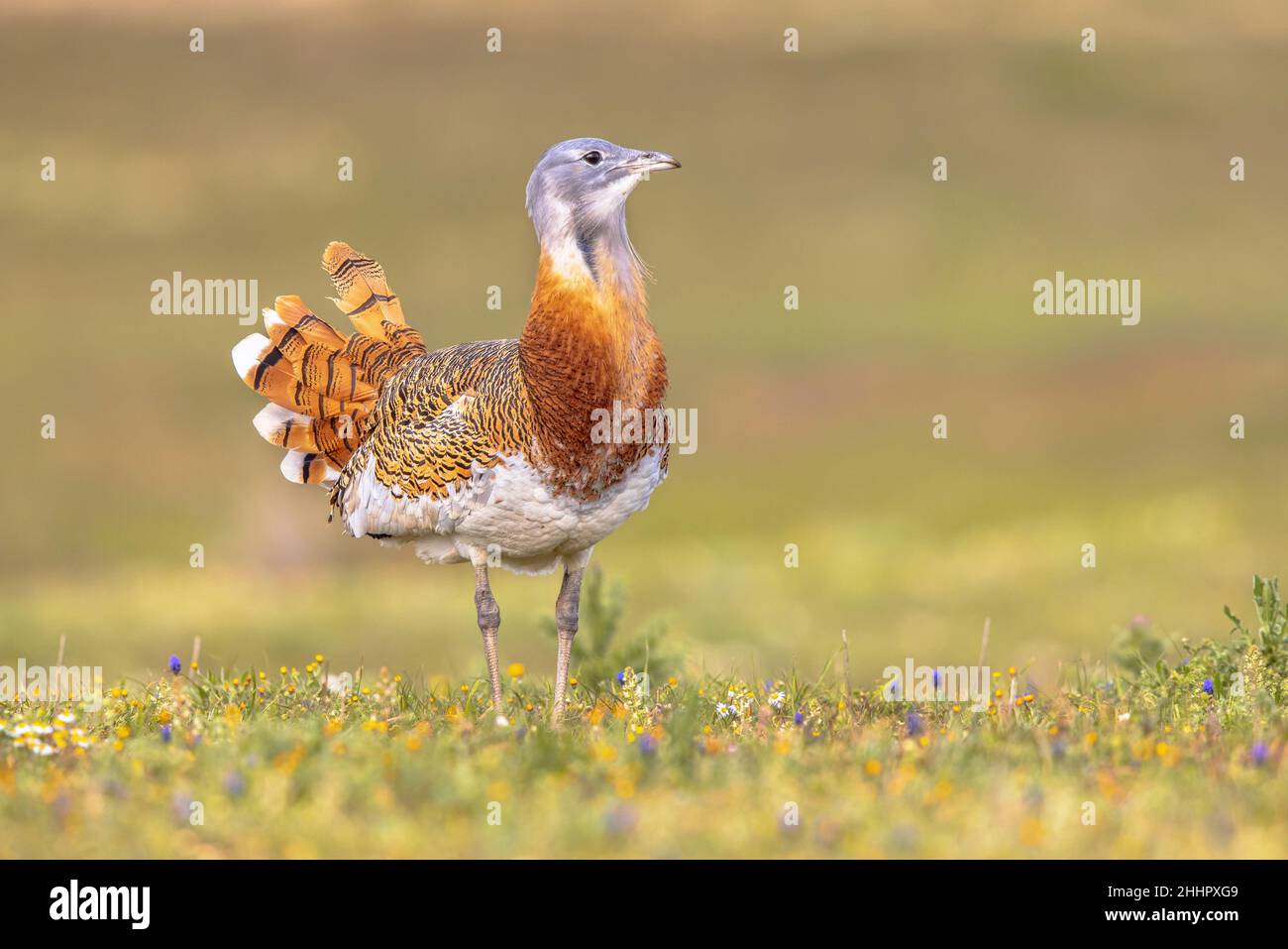 Großer Bustard (Otis tarda). Männlicher Vogel im offenen Grasland mit Blumen in Extremadura Spanien. März. Wildlife Szene der Natur in Europa. Stockfoto