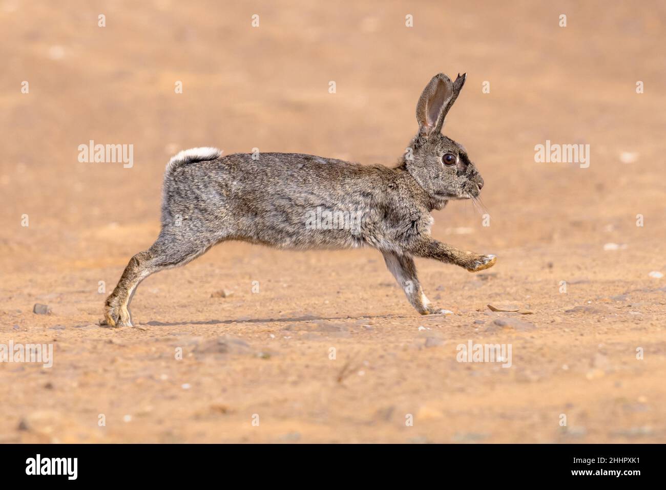 Wildes europäisches Kaninchen (Oryctolagus cuniculus) oder Coney ist eine auf der Iberischen Halbinsel heimische Kaninchenart. Sie wurde an anderer Stelle weit verbreitet. Stockfoto