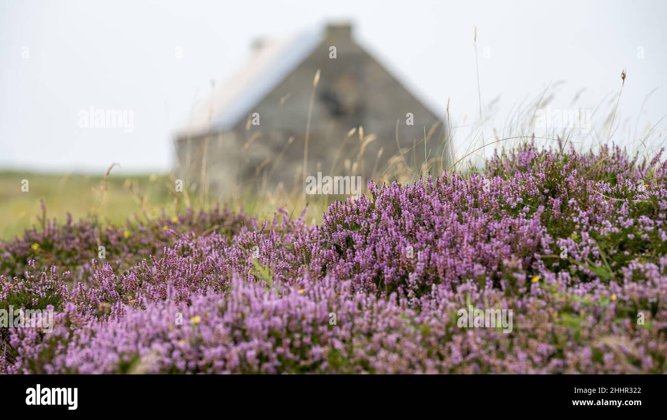 Heidekraut (Calluna vulgaris) mit einer Wohnhütte im Hintergrund in der Nähe von A865 Rd zwischen den Dörfern Homore und Drimsdale Stockfoto