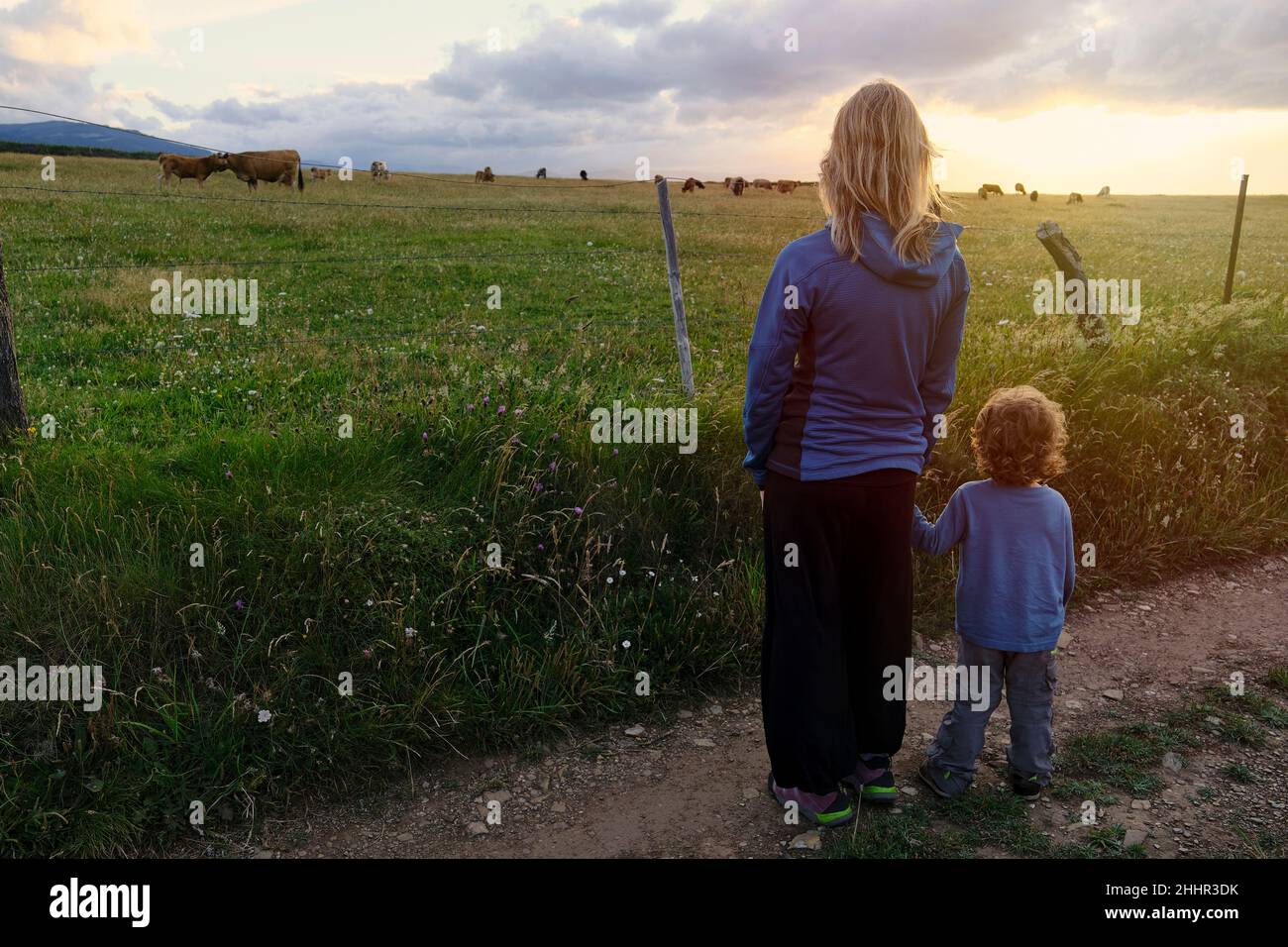 Mutter und Sohn beobachten den Sonnenuntergang über einem Feld mit weidenden Kälbern Stockfoto