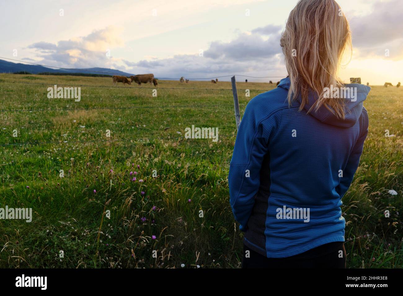 Rückansicht einer Frau, die den Sonnenuntergang über einem Feld mit grasenden Kühen beobachtet. Stockfoto