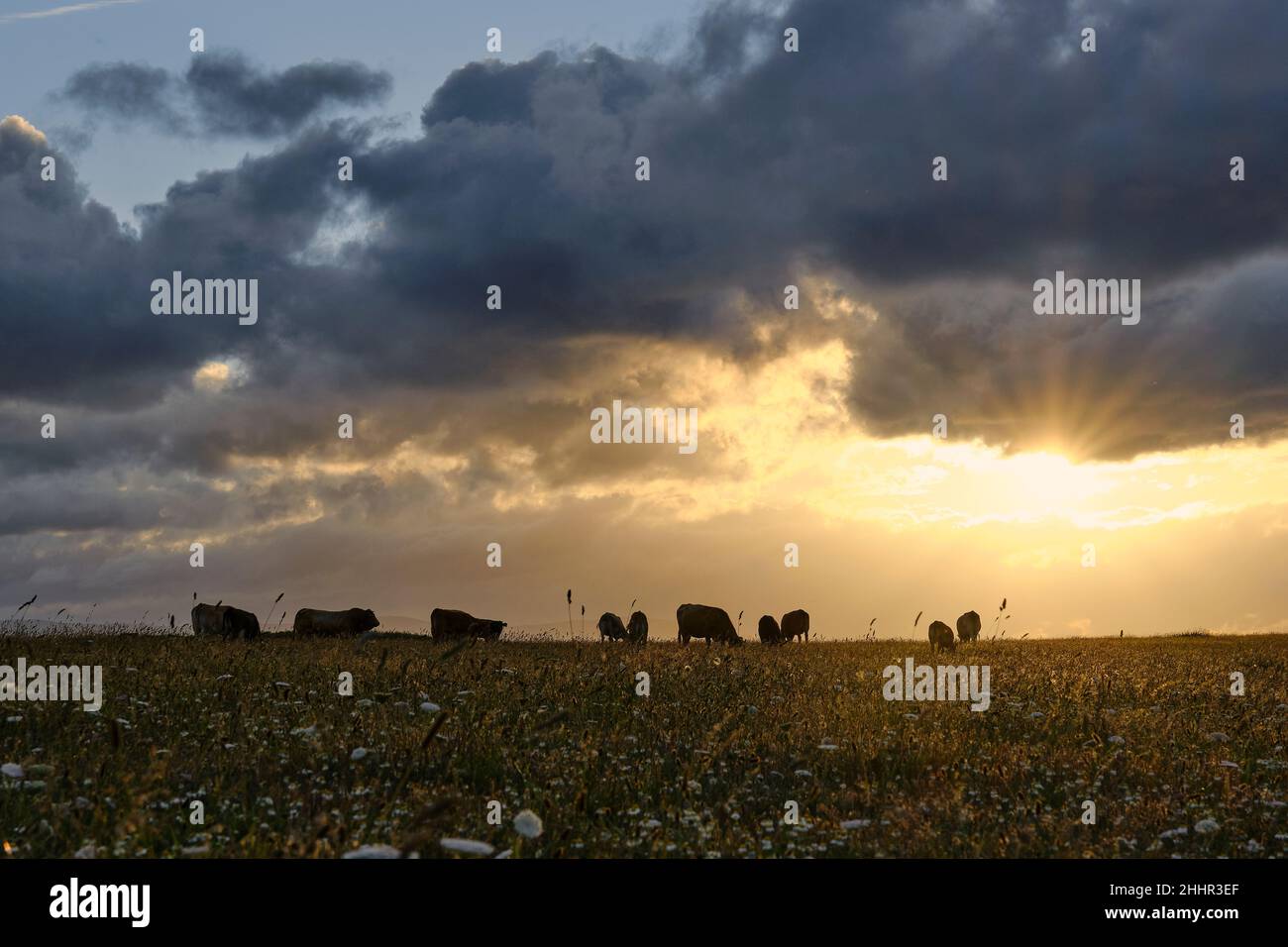 Sonnenuntergang über einem Feld mit Kühen, die in Silhouette grasen Stockfoto