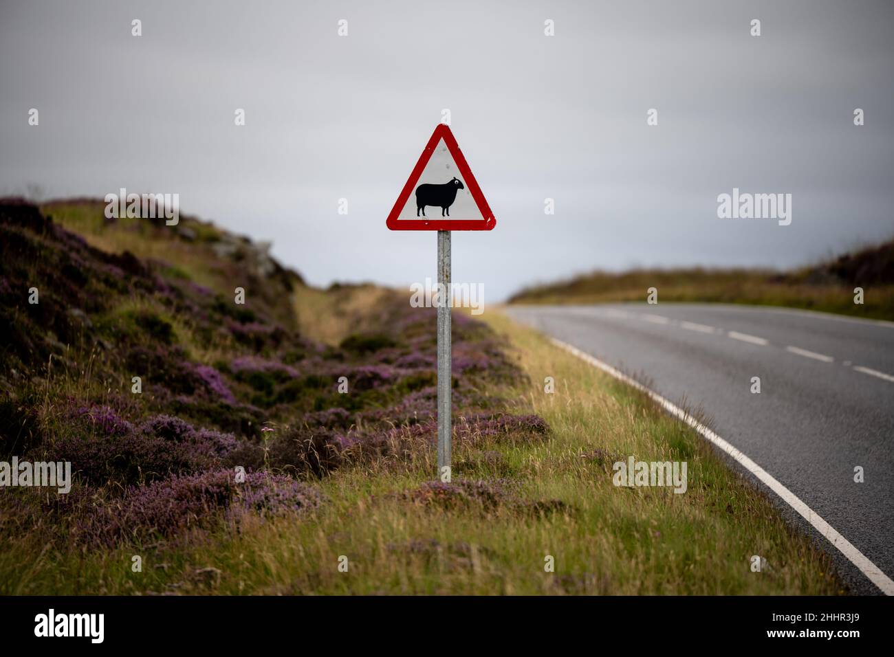 Schild „Schafe werden wahrscheinlich auf der Straße vor Ihnen sein“ auf der A865 Rd in der Nähe von Locheynort Stockfoto