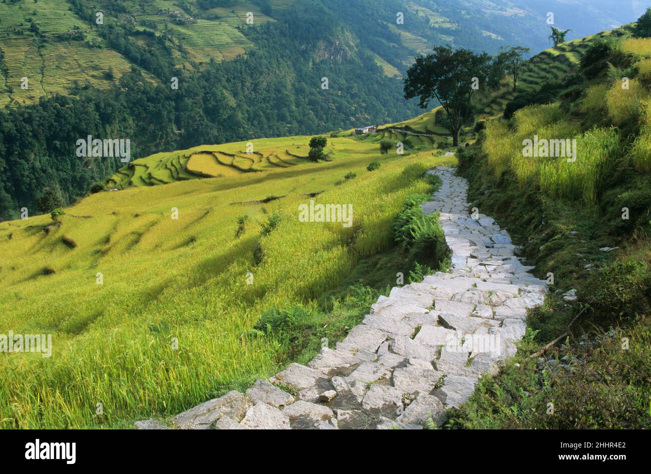 Pfad durch Terrassenfelder, Annapurna Region, Nepal Stockfoto