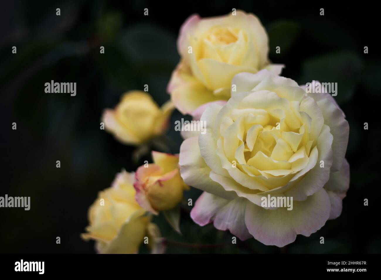 Weiße Rosen Stockfoto