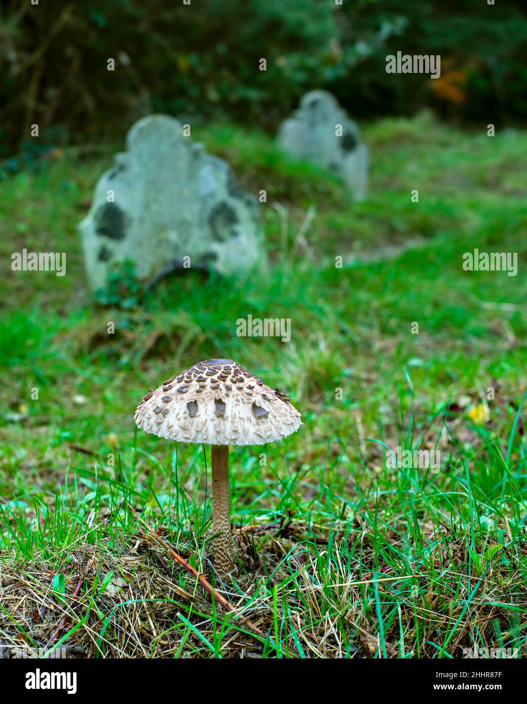 Ein Sonnenschirmpilz (Macrolepiota procera) auf dem Old Cemetery in Southampton Common, Hampshire, England Stockfoto