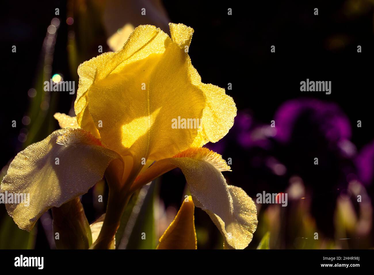 Hellgelbe blühende Iris auf verschwommenem Hintergrund im Garten im Frühjahr. Iris mit Tau bedeckt. Farbenfrohe Pflanzen. Stockfoto