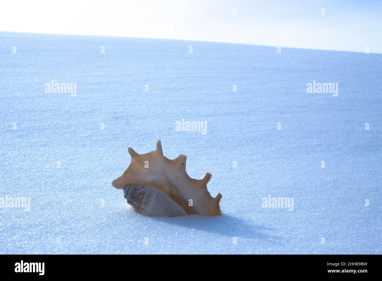 Tropische Meeresmuschel mit Schnee bedeckt. Das Konzept des globalen Klimawandels. Stockfoto