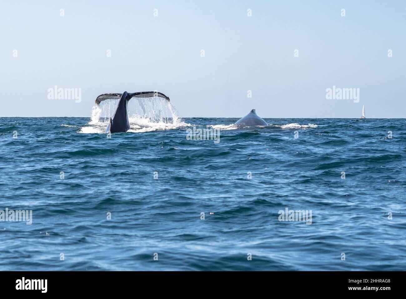 Walschwanzflossen und Walflossen beim Walbeobachtungstouren in Puerto Vallarta, Mexiko Stockfoto