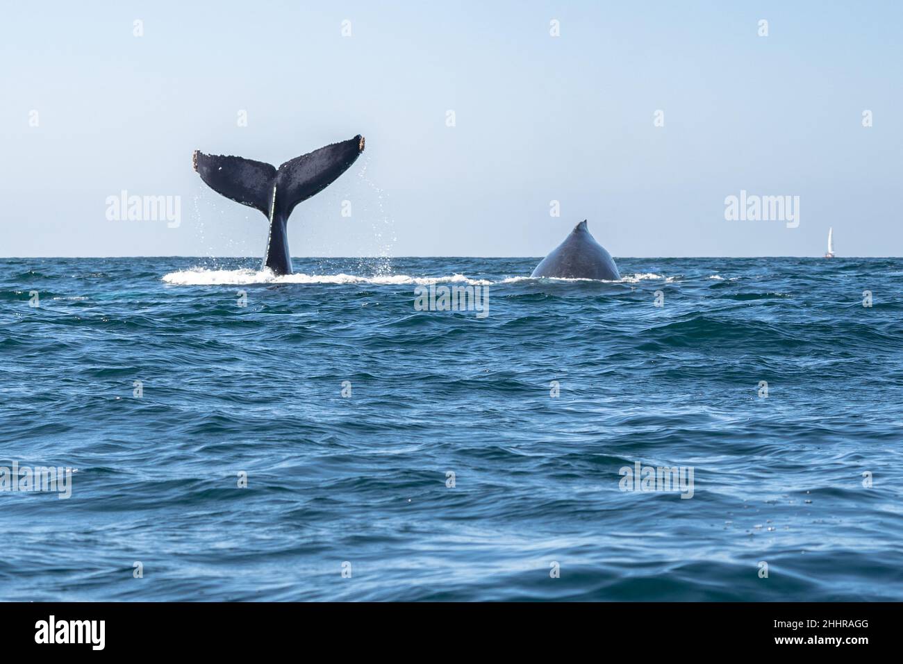 Walschwanzflossen und Walflossen beim Walbeobachtungstouren in Puerto Vallarta, Mexiko Stockfoto