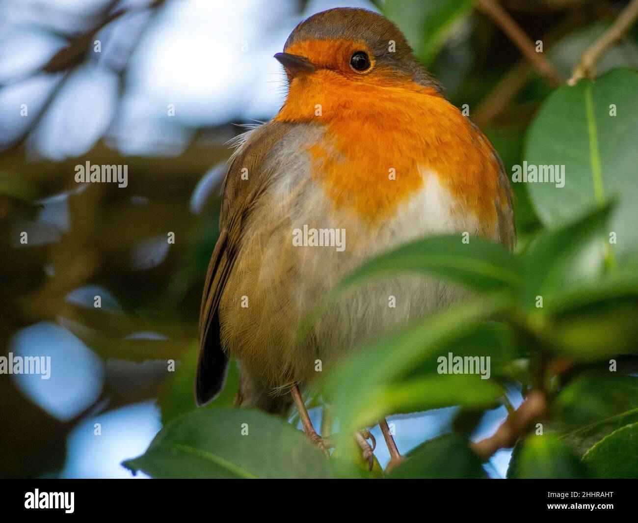 Eurasischer Robin mit aufgeblasenen Federn.Nahaufnahme des Vogels im Kamelienbusch. Stockfoto