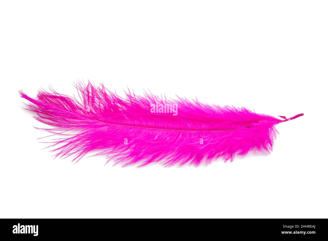 Flauschige Feder in rosa Farbe isoliert auf dem Weiß Stockfoto