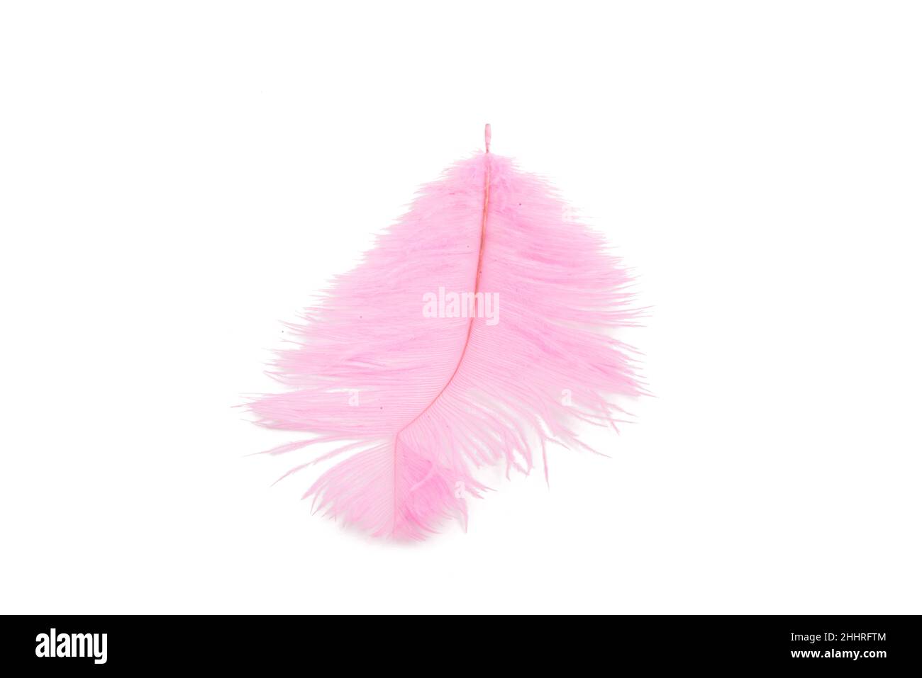 Flauschige Feder in rosa Farbe isoliert auf dem Weiß Stockfoto