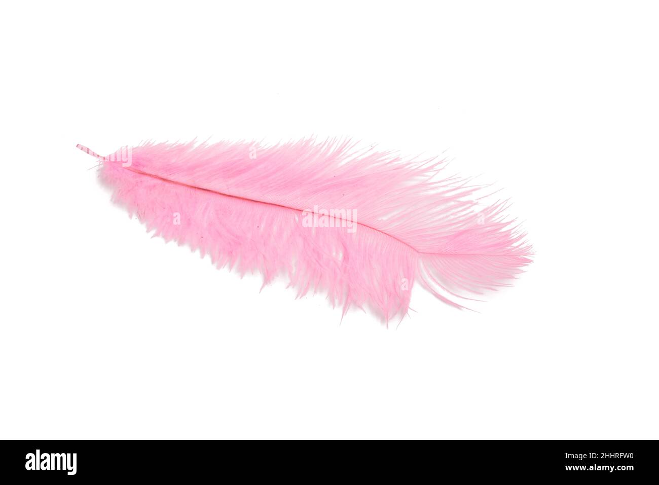 Flauschige Feder in rosa Farbe isoliert auf dem Weiß Stockfoto