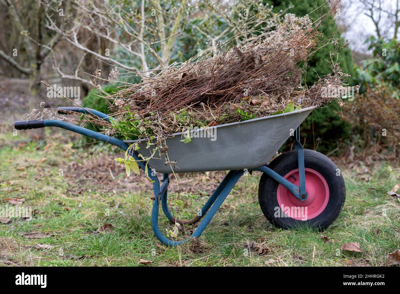 Schubkarre mit organischen Abfällen im Garten Stockfoto