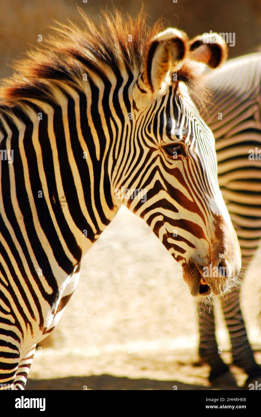 Streifen eines Zebras Stockfoto