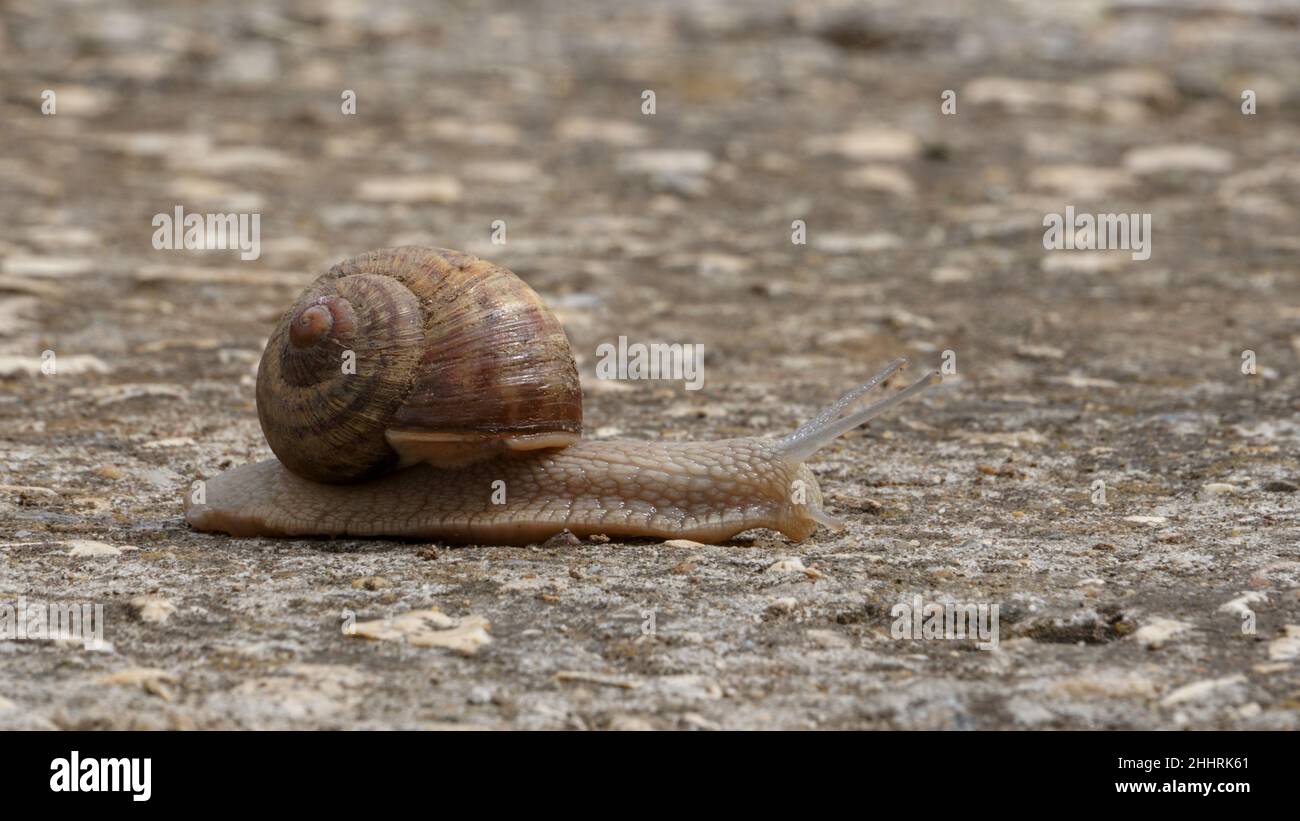 Eine Gartenschnecke, die sich langsam auf dem Bürgersteig bewegt, um ein Konzept der Geschwindigkeit zu entwickeln Stockfoto