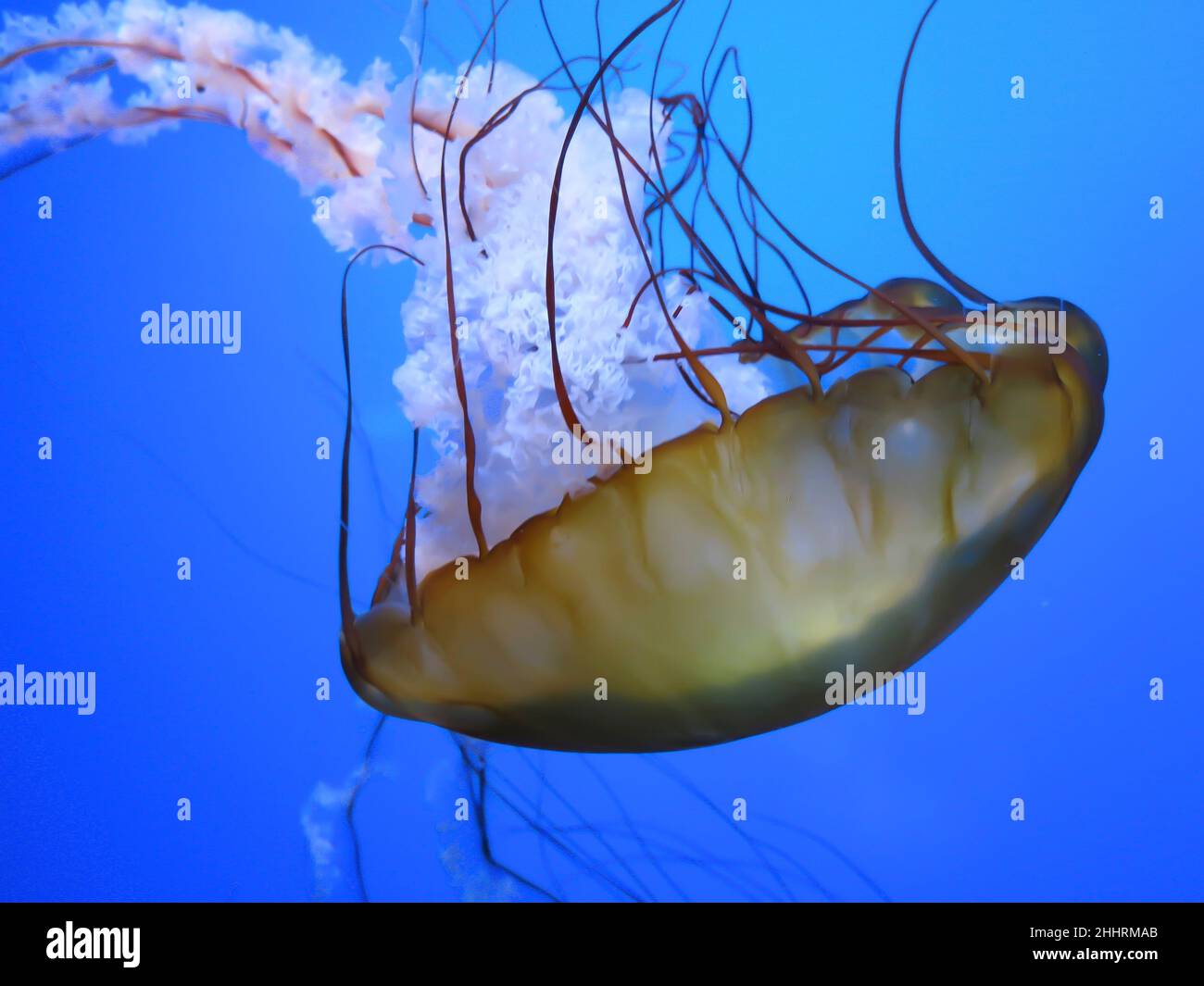 Sea Nettle wird im Steinhart Aquarium, San Francisco, zu sehen sein Stockfoto