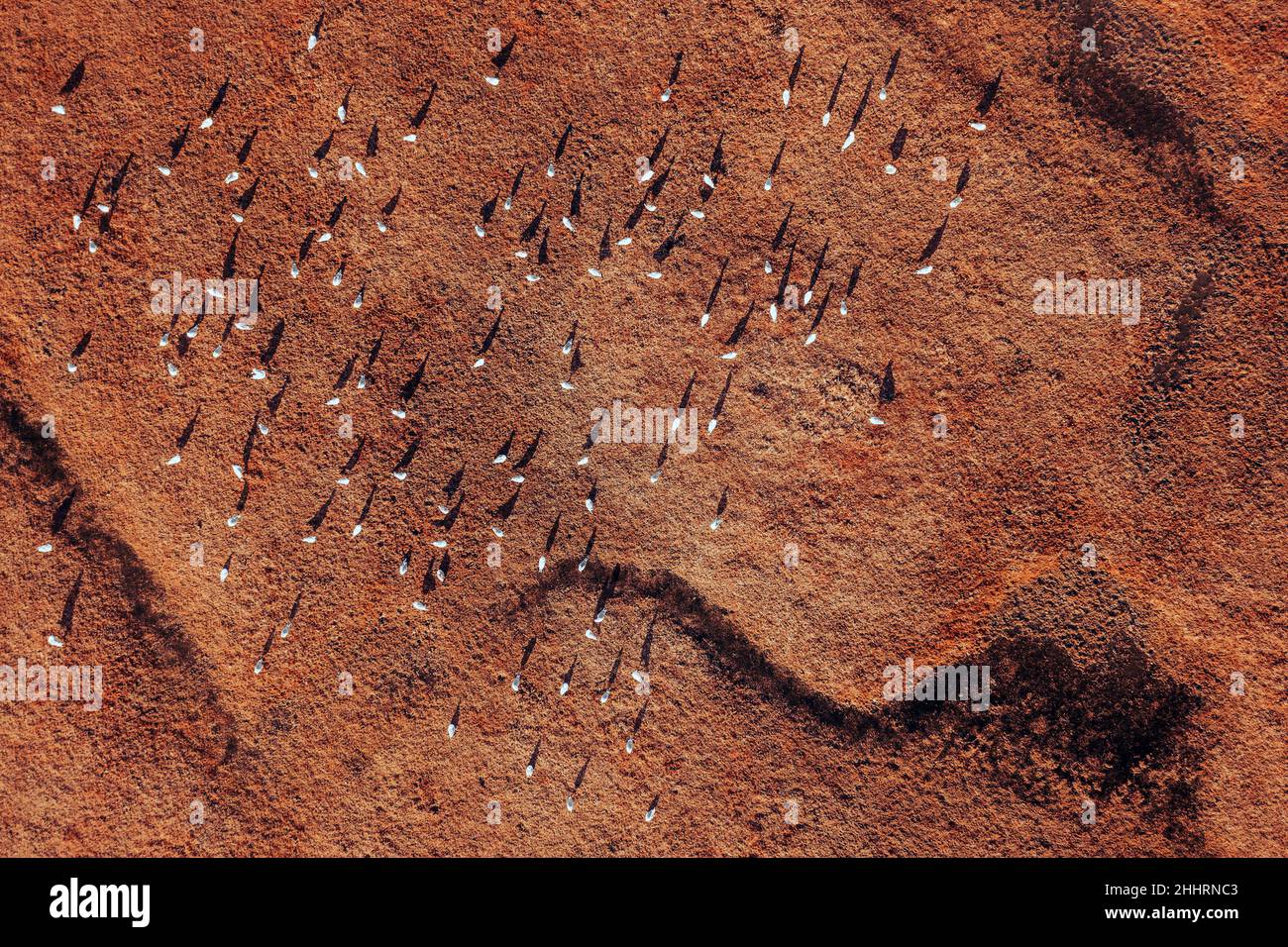 Schar von Möwenvögeln auf überschwemmten Feuchtgebieten, Luftaufnahme von der Drohne dieses wunderschönen Ökosystems in der Nähe des Flusses Tisa in der Vojvodina, Serbien Stockfoto