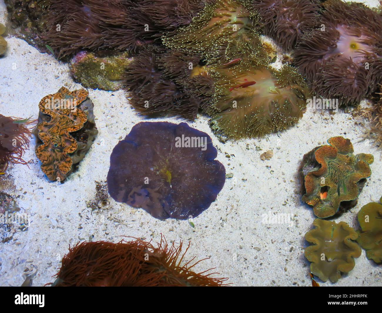 Shallow Reef, California Academy of Sciences, San Francisco Stockfoto