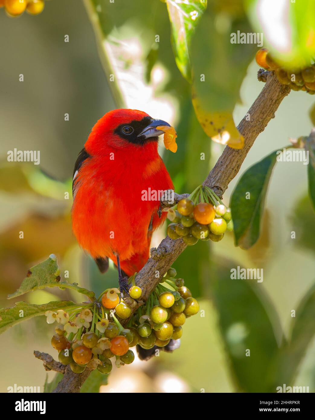 Flammenfarbener Tanager (Piranga bidentata) Stockfoto