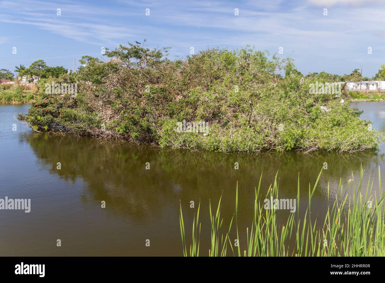 Venedig Vogelzucht Insel, Florida, USA Stockfoto