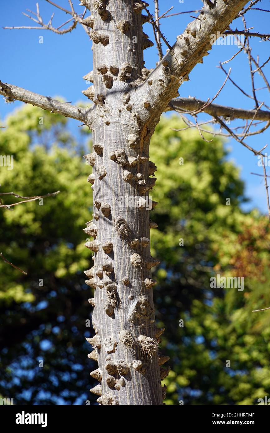 Kapok, Pochote, Ceiba aesculifolia, Mexiko, Nordamerika Stockfoto