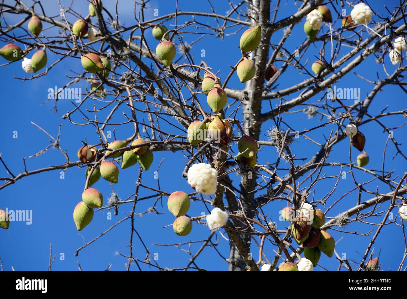 Kapok, Pochote, Ceiba aesculifolia, Mexiko, Nordamerika Stockfoto