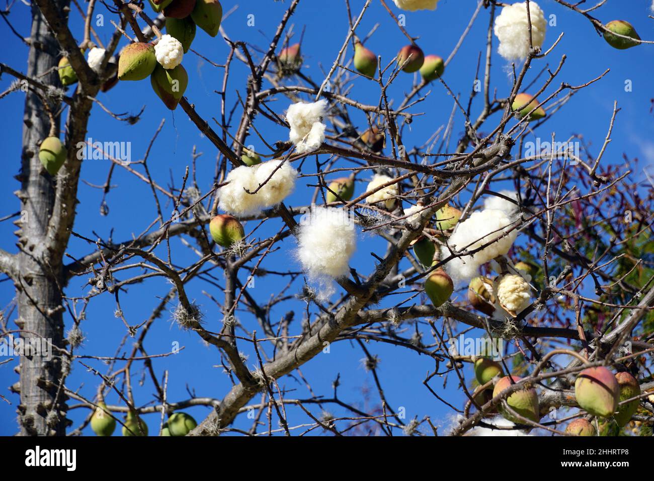 Kapok, Pochote, Ceiba aesculifolia, Mexiko, Nordamerika Stockfoto