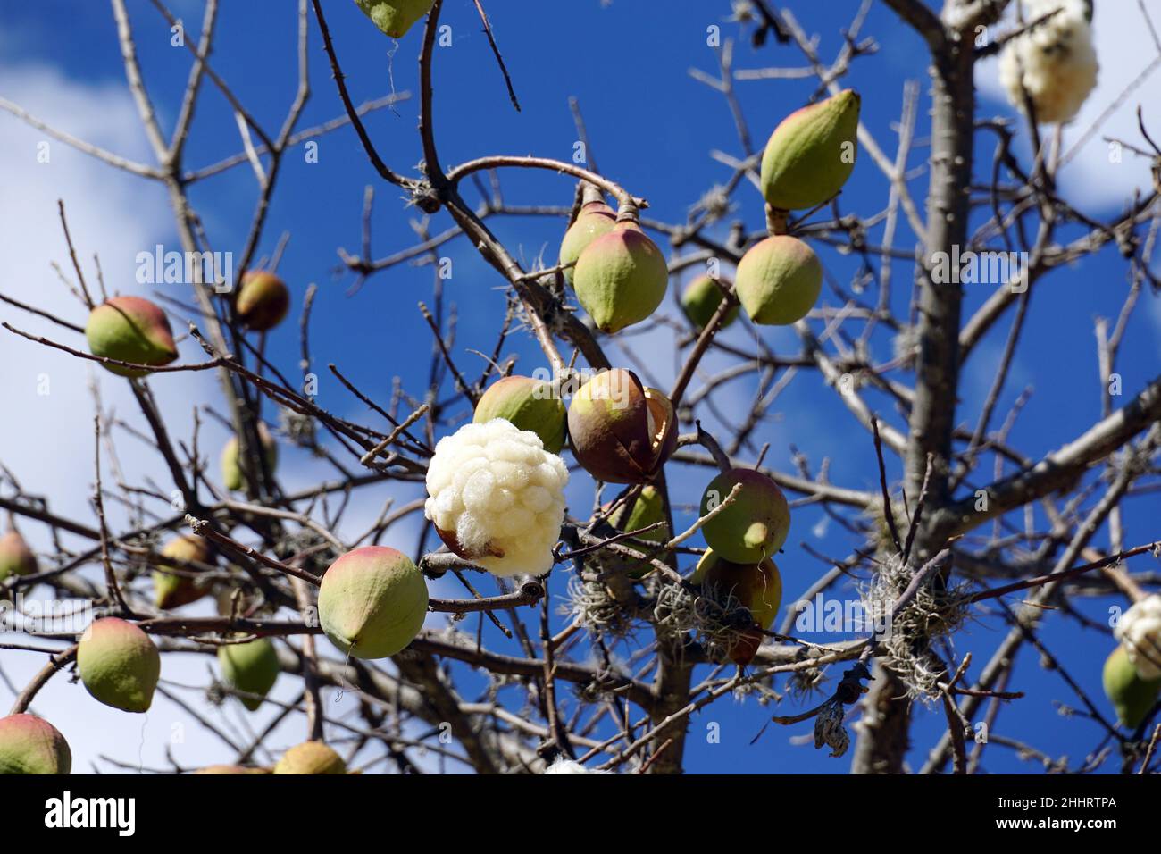 Kapok, Pochote, Ceiba aesculifolia, Mexiko, Nordamerika Stockfoto