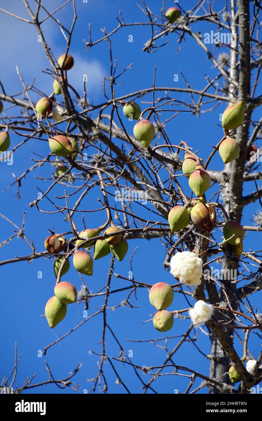 Kapok, Pochote, Ceiba aesculifolia, Mexiko, Nordamerika Stockfoto