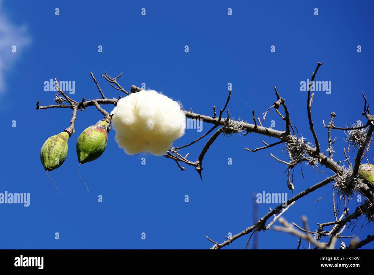 Kapok, Pochote, Ceiba aesculifolia, Mexiko, Nordamerika Stockfoto