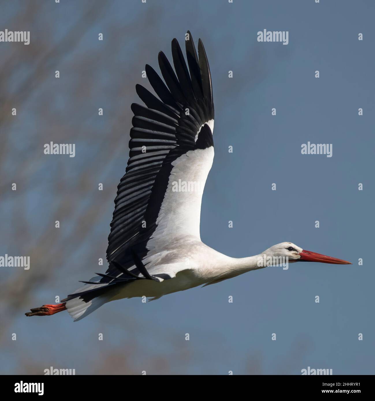 Cigognes en vol et nid en baie de Somme Stockfoto