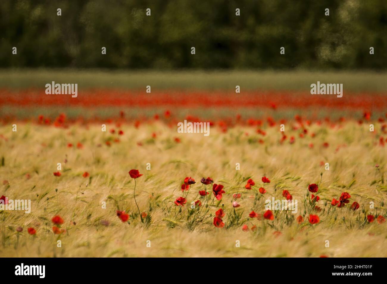 Champ de Coquelicots en Fleur Stockfoto