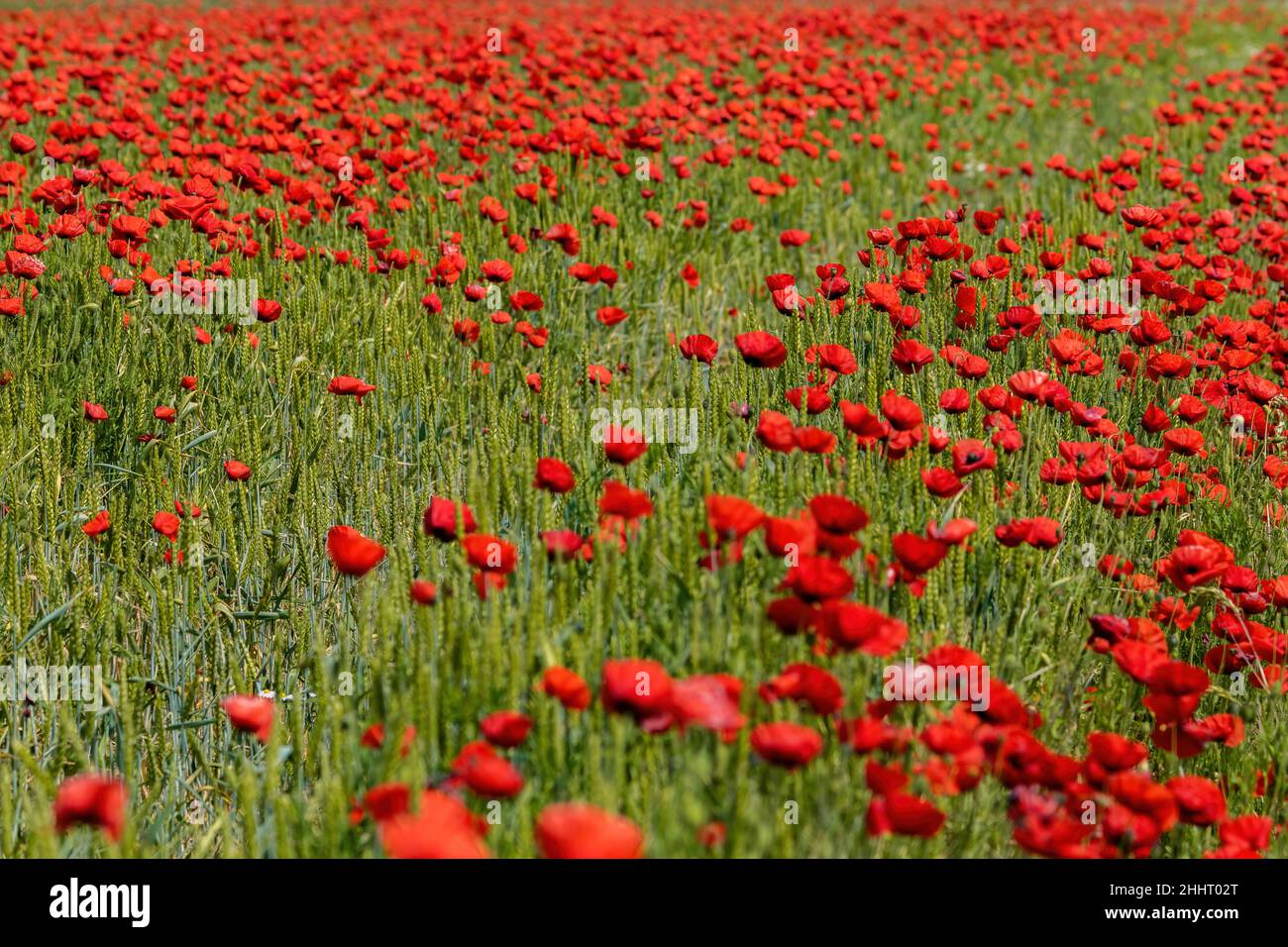 Champ de Coquelicots en Fleur Stockfoto