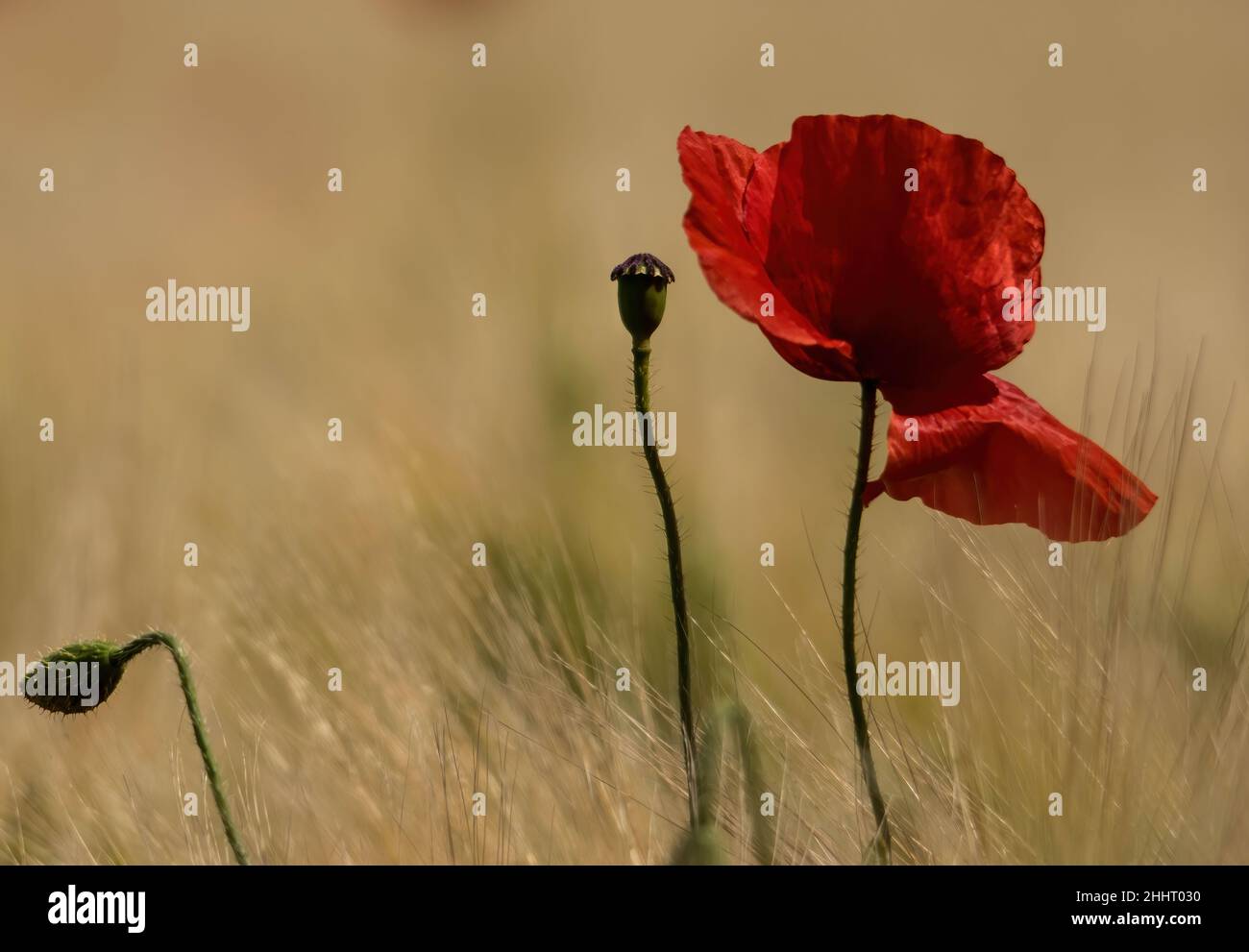 Champ de Coquelicots en Fleur Stockfoto