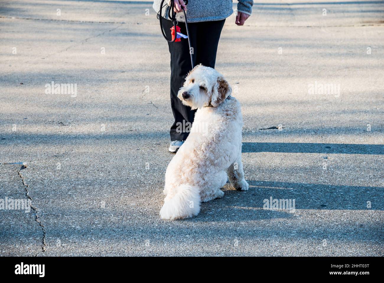 Hundetraining auf Parkplatz, Chicago, IL USA Stockfoto